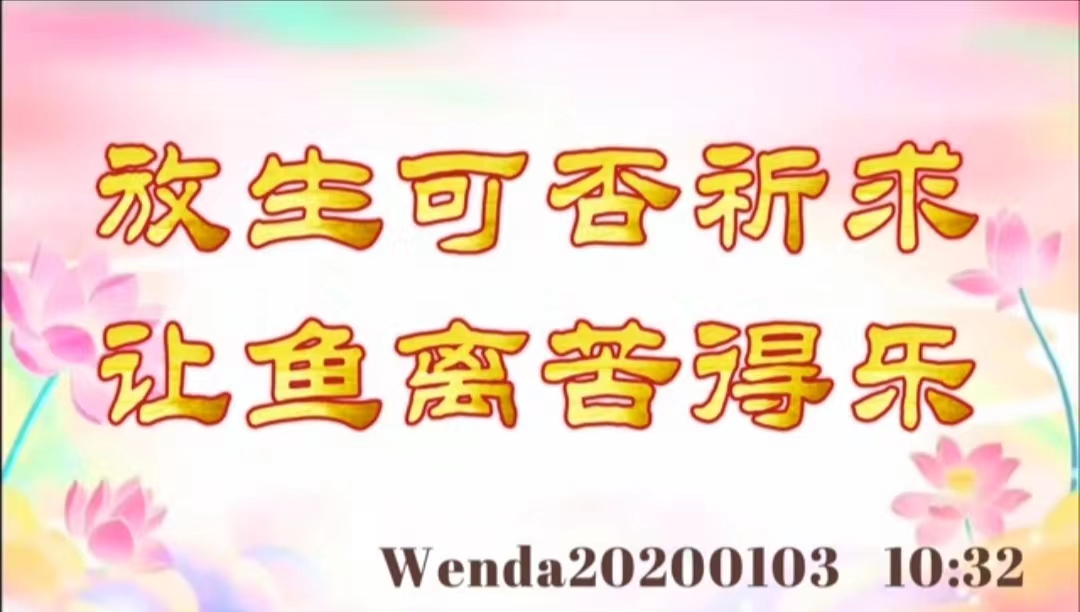 放生可否祈求让鱼离苦得乐 wenda20200103_1032